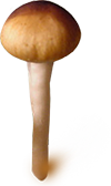 psilocybe cubensis Mazatapec spores syringe